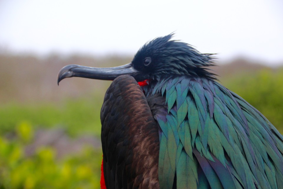 The Galapagos Islands Birds Of A Feather - 