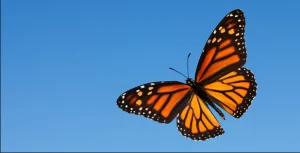 Monarch Butterfly, Mexico Leisure activities