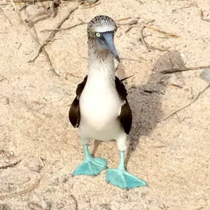 Through the eyes of a Galapagos Gringa, best-time-to-visit-ecuador-and-galapagos