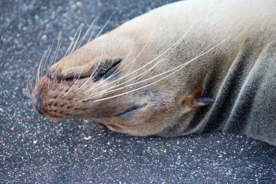 galapagos sea lion, The Galapagos Islands: An Archipelago Like No Other on Earth, Eclipse Yacht, Adventure Smith Explorations, Photo by PointsandTravel.com