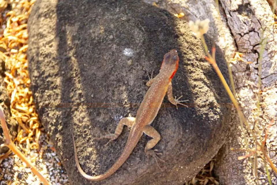 The Galapagos Islands, Galapagos holidays, Galapagos Islands Holidays, Galapagos Islands facts, Tour a Galapagos, Galapagos islands map