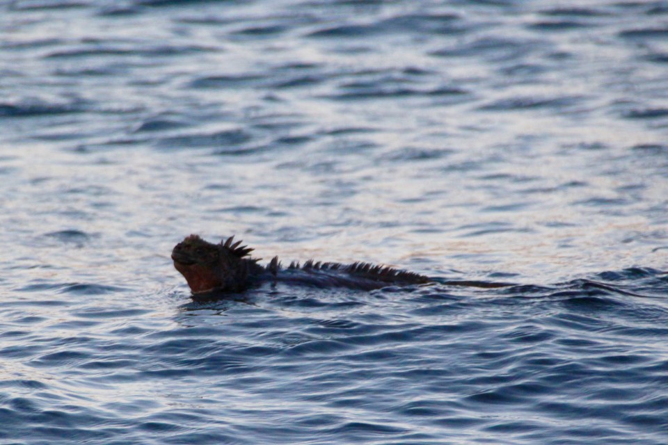 The Galapagos Islands, Galapagos holidays, Galapagos Islands Holidays, Galapagos Islands facts, Tour a Galapagos, Galapagos islands map