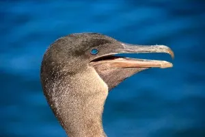 The Galapagos Islands, Birds of a Feather, Galapagos Finches, Galapagos Islands, Galápagos Islands, flightless cormorants, best time to visit Ecuador and Galapagos