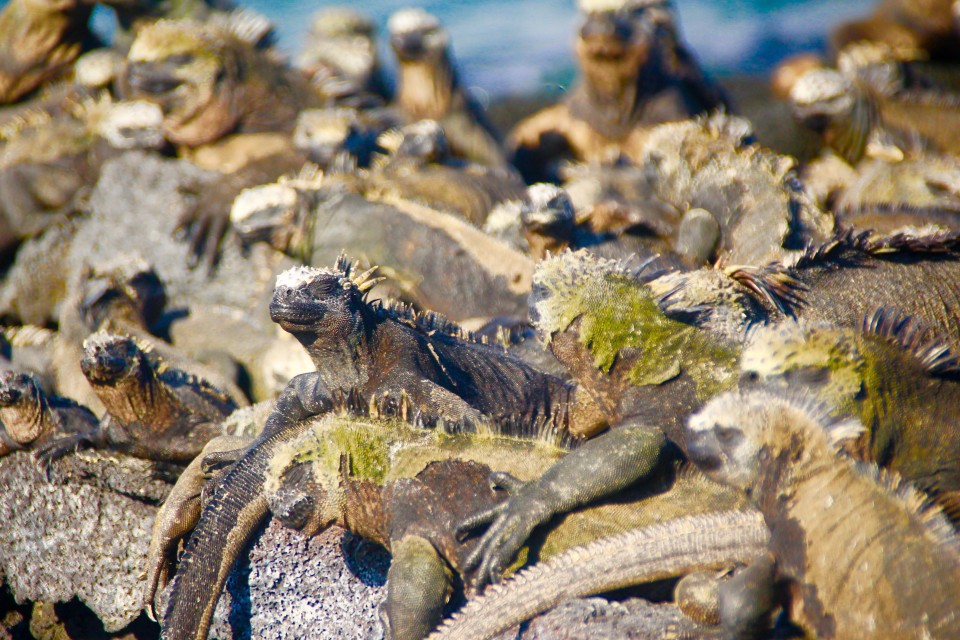 The Galapagos Islands, Galapagos holidays, Galapagos Islands Holidays, Galapagos Islands facts, Tour a Galapagos, Galapagos islands map