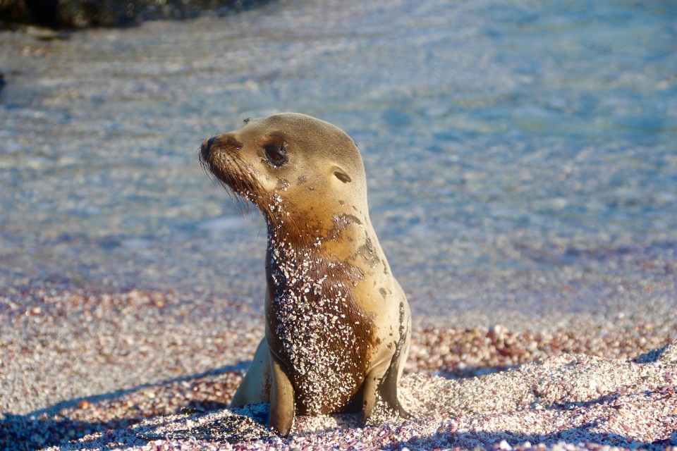 The Galapagos Islands, Galapagos holidays, Galapagos Islands Holidays, Galapagos Islands facts, Tour a Galapagos, Galapagos islands map