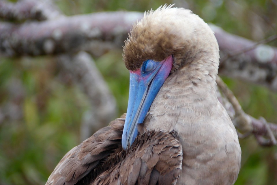 The Galapagos Islands Birds Of A Feather