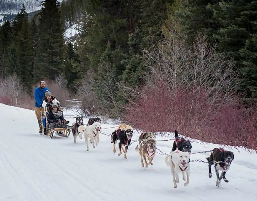 Chico hot hot sale springs dog sledding