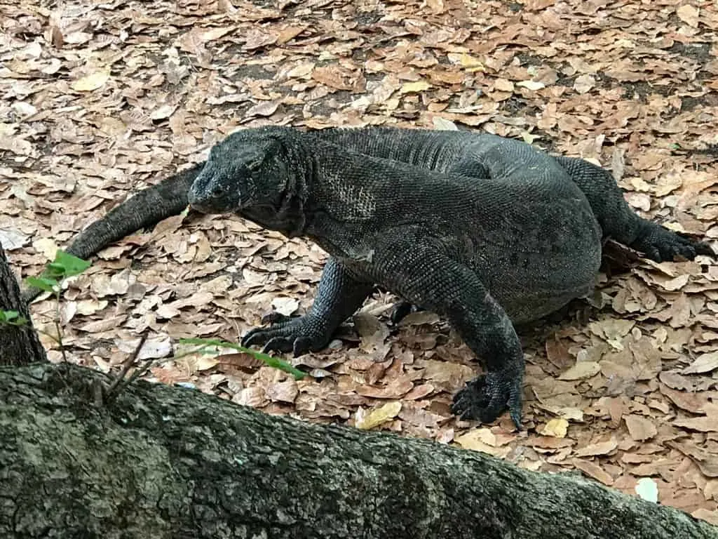 Komodo dragon, Komodo, Komodo island, Pictures of Komodo dragons, komodo dragon island, Komodo National Park