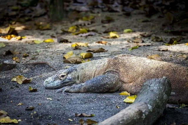 Komodo dragon, Komodo, Komodo island, Pictures of Komodo dragons, komodo dragon island, Komodo National Park