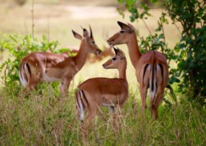 5-Day Safari In Tanzania: The Most Epic Itinerary!