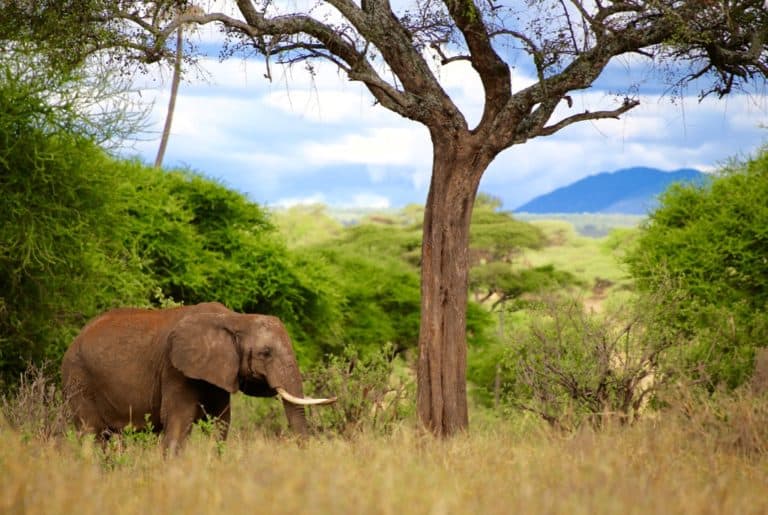 5-Day Safari In Tanzania: The Most Epic Itinerary!