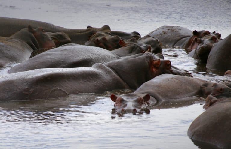 Day Safari In Tanzania The Most Epic Itinerary