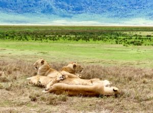 5-Day Safari In Tanzania: The Most Epic Itinerary!