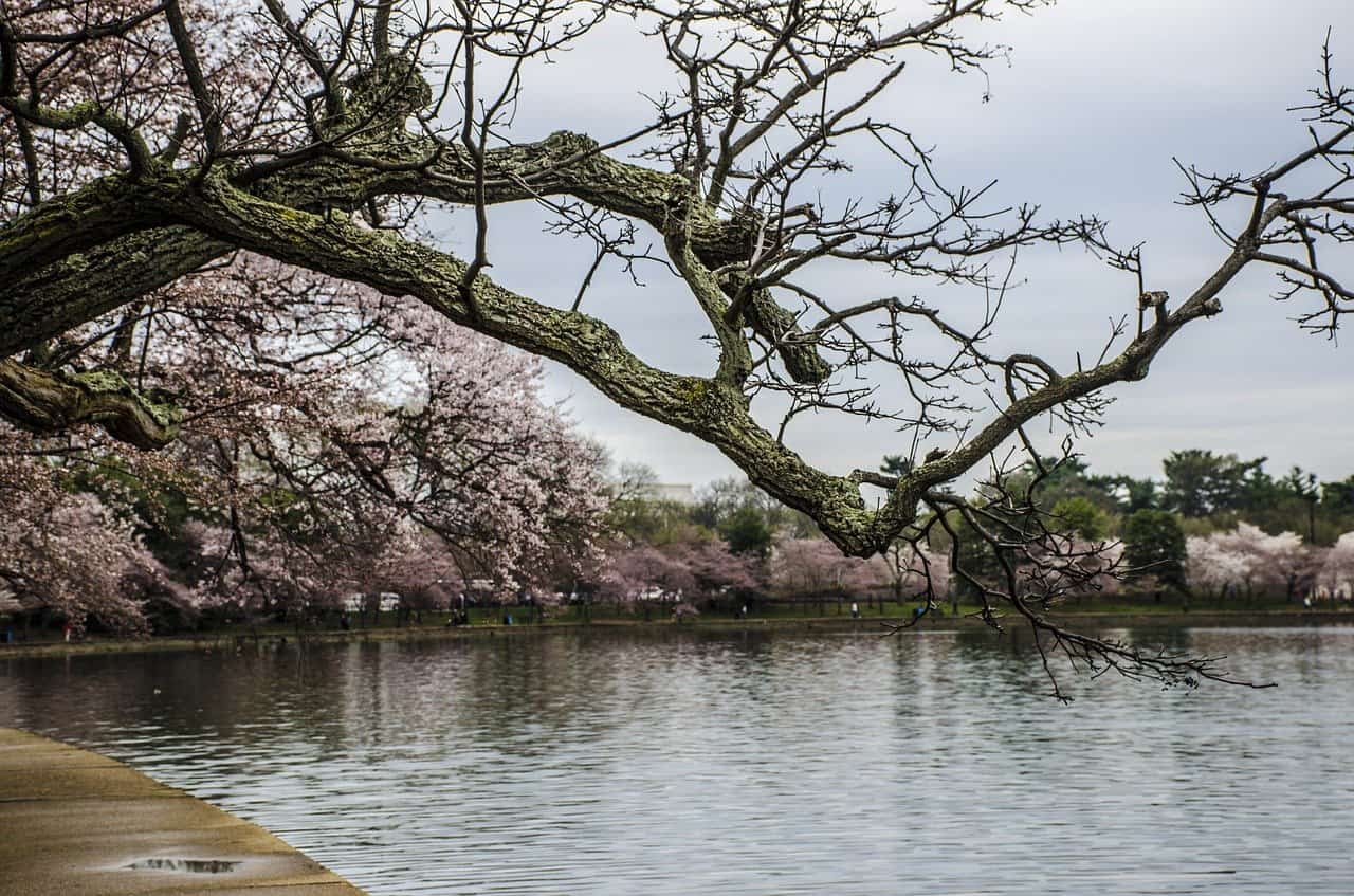 Secret Places to See Cherry Blossoms in the US