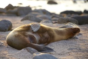 Galapagos cruise, Galapagos islands cruises, Galapagos islands cruise, Galapagos Luxury Cruise, Best Galapagos Cruise, Galapagos cruise ships, Galapagos cruise ship, best time to visit Ecuador and Galapagos