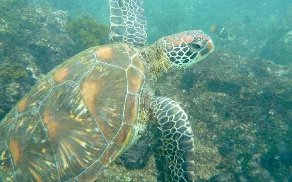 Galapagos cruise, Galapagos islands cruises, Galapagos islands cruise, Galapagos Luxury Cruise, Best Galapagos Cruise, Galapagos cruise ships, Galapagos cruise ship, best beaches in La Paz Mexico