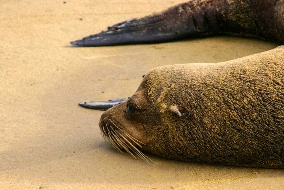 Best Time to Visit the Galapagos, best time to travel to galapagos, best time of year to visit Galapagos, best time to go to Galapagos Islands, Best time to visit the Galapagos Islands,