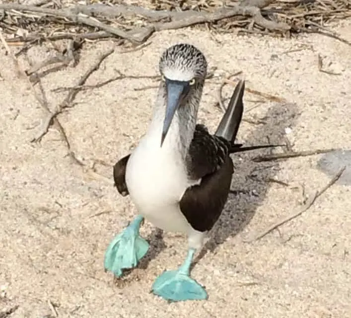 Best Time to Visit the Galapagos, best time to travel to galapagos, best time of year to visit Galapagos, best time to go to Galapagos Islands, Best time to visit the Galapagos Islands,