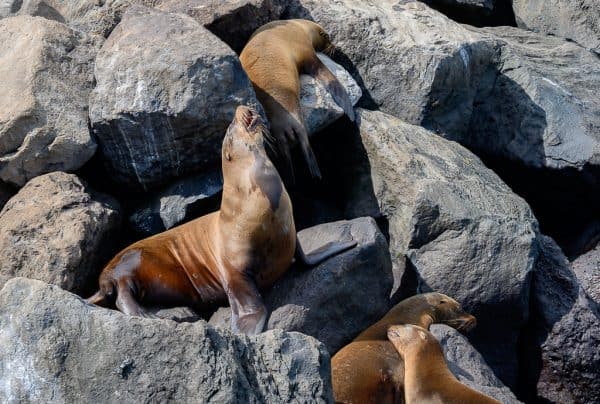 Animals of the Galapagos Islands