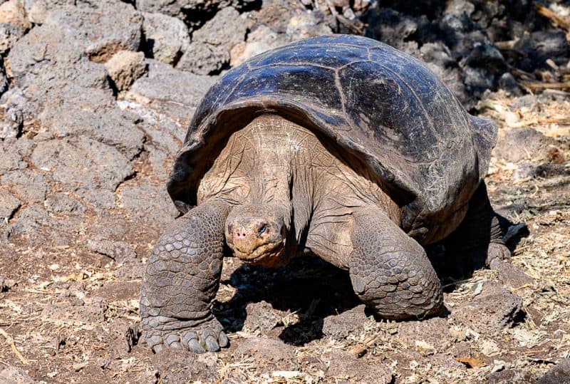 Animals of the Galapagos Islands