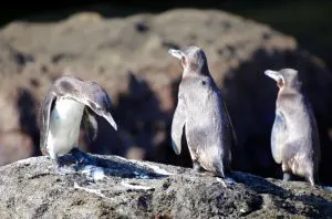 Best Time to Visit the Galapagos, best time to travel to galapagos, best time of year to visit Galapagos, best time to go to Galapagos Islands, Best time to visit the Galapagos Islands,best-time-to-visit-ecuador-and-galapagos