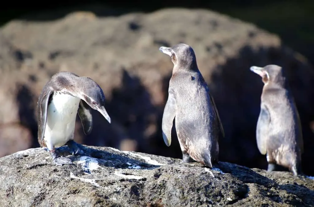 Best Time to Visit the Galapagos, best time to travel to galapagos, best time of year to visit Galapagos, best time to go to Galapagos Islands, Best time to visit the Galapagos Islands,