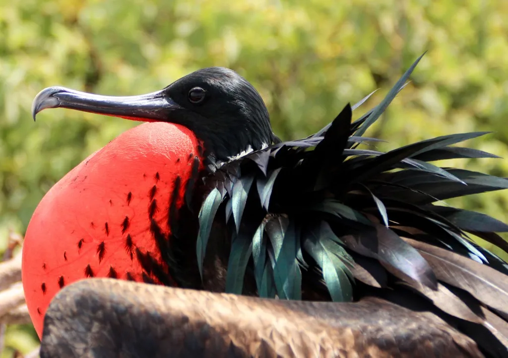 Best Time to Visit the Galapagos, best time to travel to galapagos, best time of year to visit Galapagos, best time to go to Galapagos Islands, Best time to visit the Galapagos Islands,