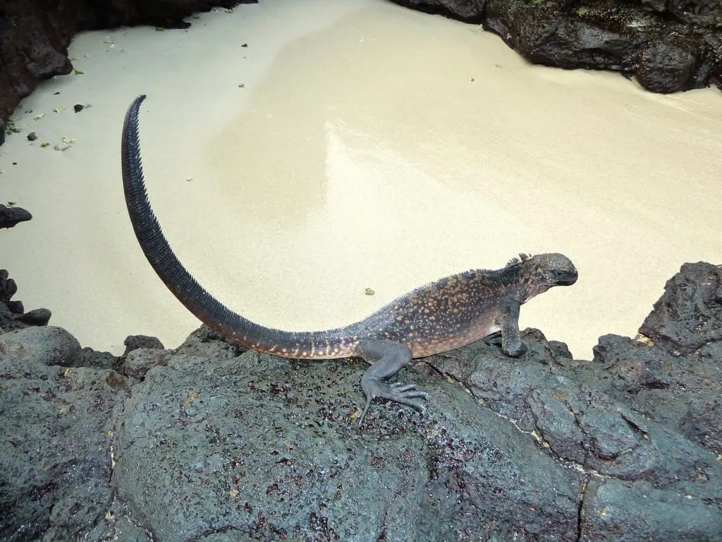 Best Time to Visit the Galapagos, best time to travel to galapagos, best time of year to visit Galapagos, best time to go to Galapagos Islands, Best time to visit the Galapagos Islands,