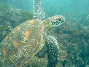 Best Time to Visit the Galapagos, best time to travel to galapagos, best time of year to visit Galapagos, best time to go to Galapagos Islands, Best time to visit the Galapagos Islands, best time to visit Ecuador and Galapagos