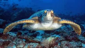 Galapagos scuba diving, scuba diving Galapagos, Galapagos Islands scuba diving, scuba Galapagos, Galapagos dive, dive Galapagos, diving Galapagos, Galapagos islands diving, Galapagos islands diving, #Galapagos #scuba #Diving #Ecuador, things to do in Ecuador