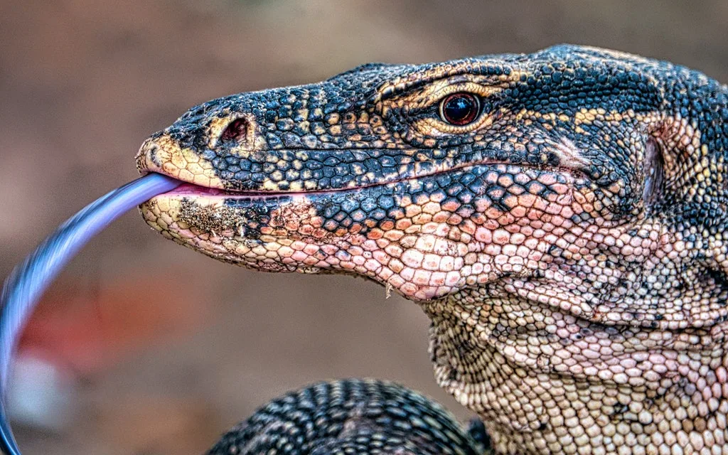 Komodo dragon, Komodo, Komodo island, Pictures of Komodo dragons, komodo dragon island