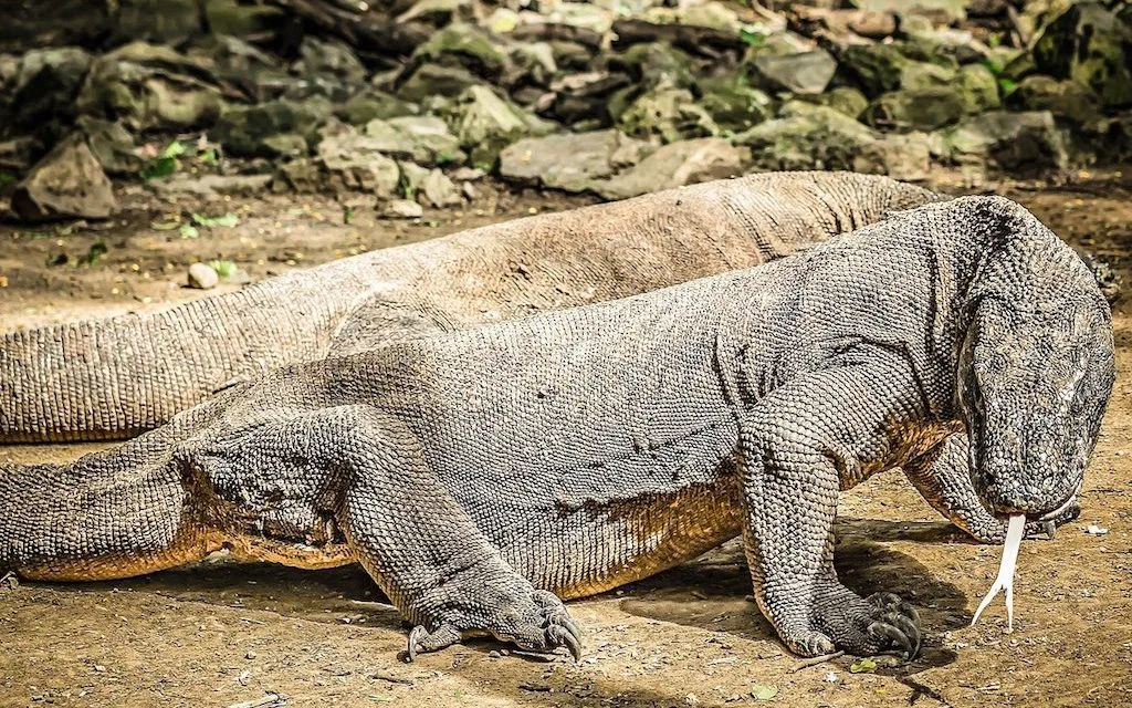 Komodo dragon, Komodo, Komodo island, Pictures of Komodo dragons, komodo dragon island