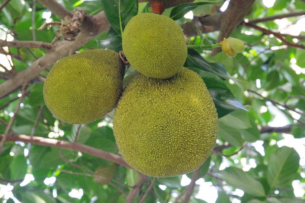 Breadfruit,Jamaican Food, Jamaican dish, Jamaican cuisine