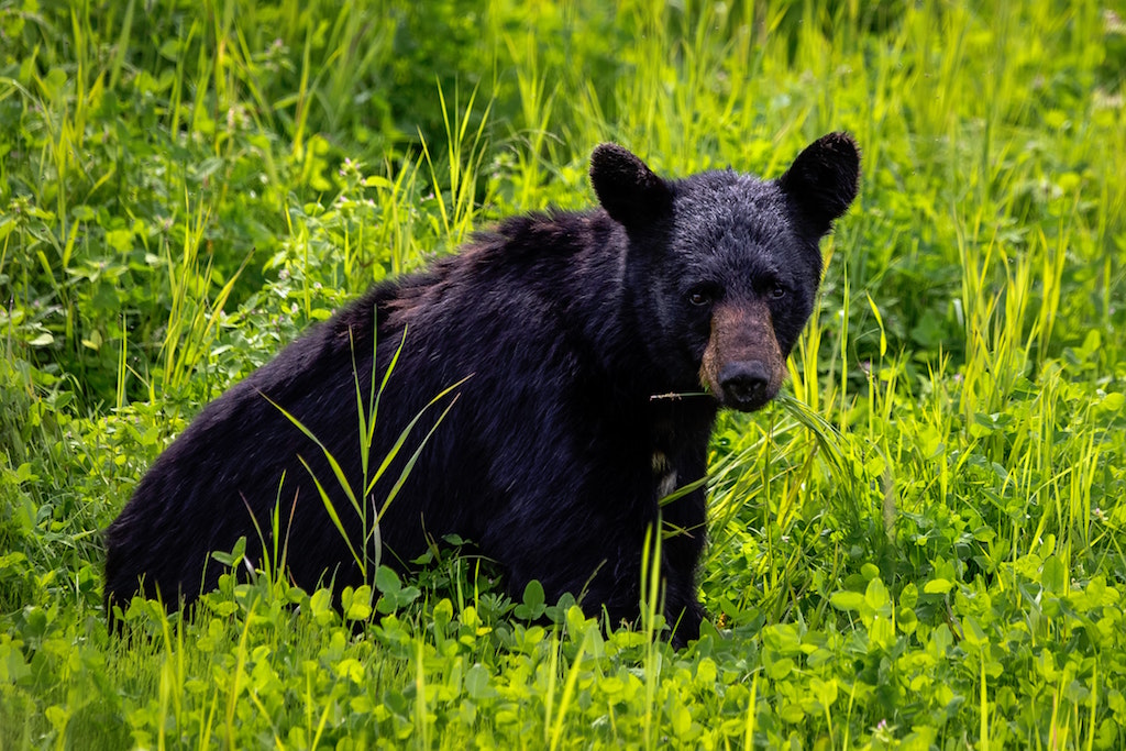 About How Long does a Black Bear Live in Alaska?
