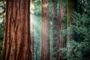 Giant Sequoias in Yosemite National Park, chichen itza day trips