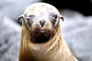 one eyed seal, best way to get to galapagos islands, best time to visit Ecuador and Galapagos