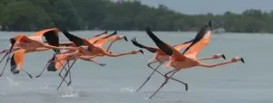 Flamingos, merida mexico beaches