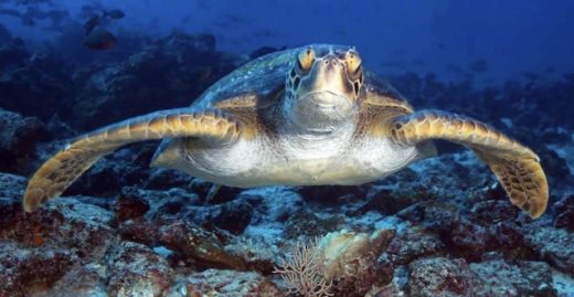 Best Dive Shop in Key West