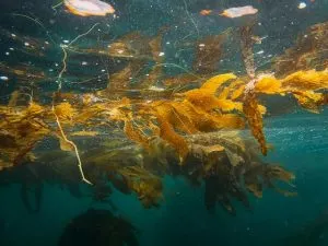 Sargassum Seaweed, bird with seasweed, cancun-beaches-seaweed