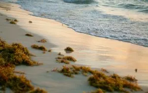 Sargassum Seaweed in Playa del Carmen Quintana Roo Mexico, cancun-beaches-seaweed