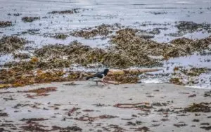 bird with seasweed, cancun-beaches-seaweed