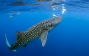 whale shark snorkeling cancun