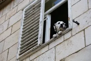 Dog in Vis window, best places to visit in Croatia