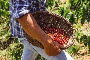 berrirs in a man's hand, best-places-to-visit-in-puerto-rico