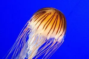 jellyfish, Marine Science Center,aquariums in Panama City beach Florida