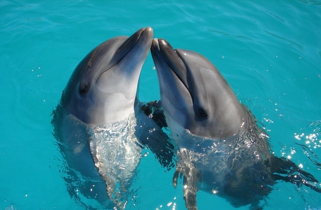 best place to swim with dolphins in cancun