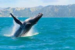 whale watching Mexico, whale shark in the water