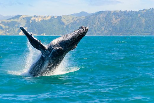 The Best Whale Watching Spots in Mexico