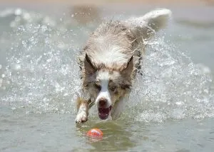 Pensacola Beach, Beaches in Pensacola Florida, dog parks