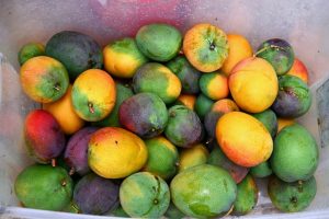 melons, Saint Thomas US Virgin Islands, 